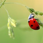 Bug on Leaf