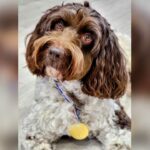 Betsy the Dog - Award Winner