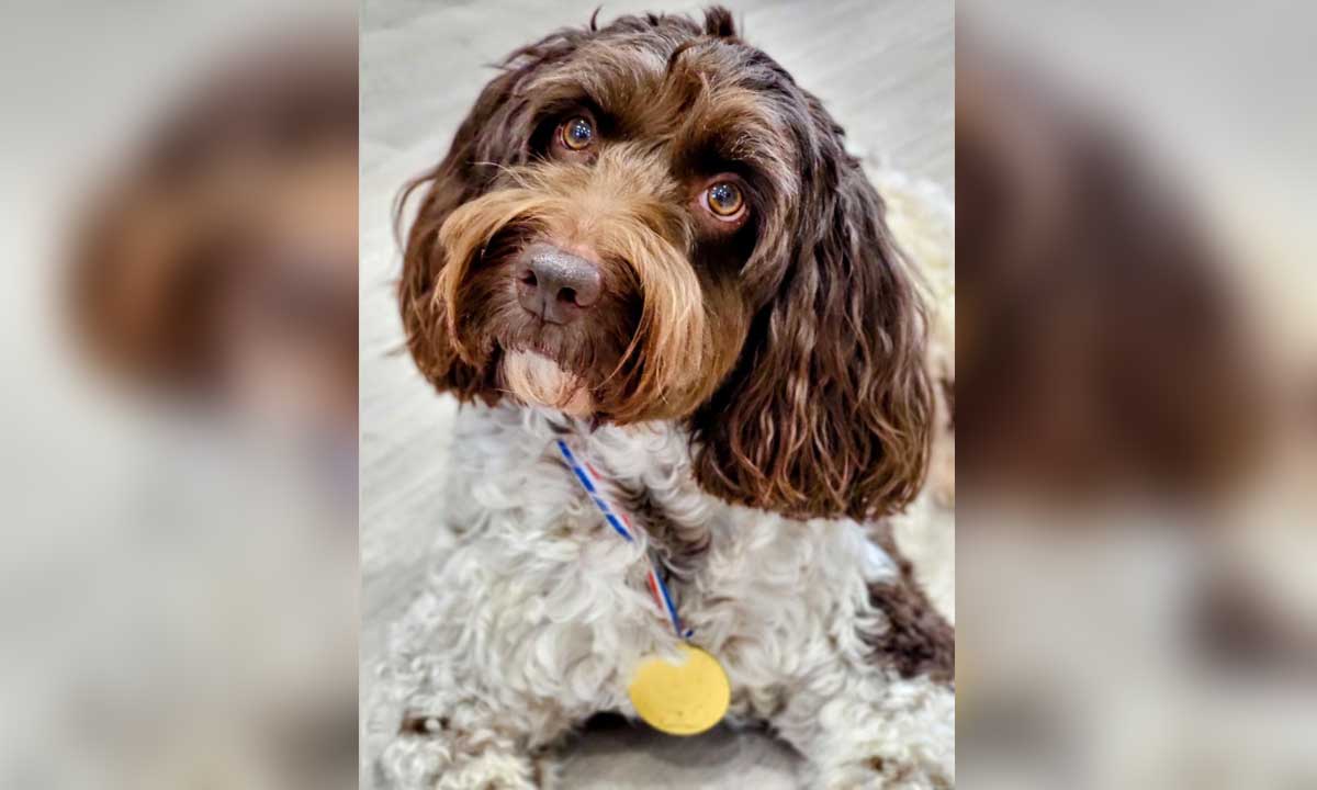 Betsy the Dog - Award Winner